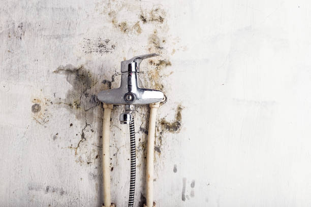 Best Professional Mold Removal  in Atoka, NM