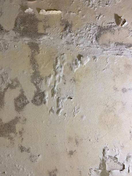 Best Professional Mold Removal  in Atoka, NM
